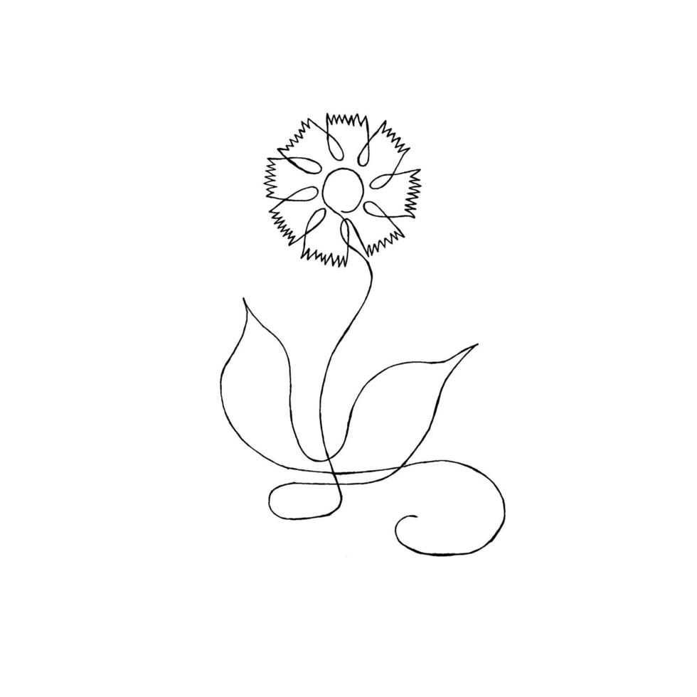 bleuet décoratif isolé sur blanc, art linéaire de fleur, croquis noir botanique centaurea pour la conception de tisane, cosmétiques naturels, médecine vecteur