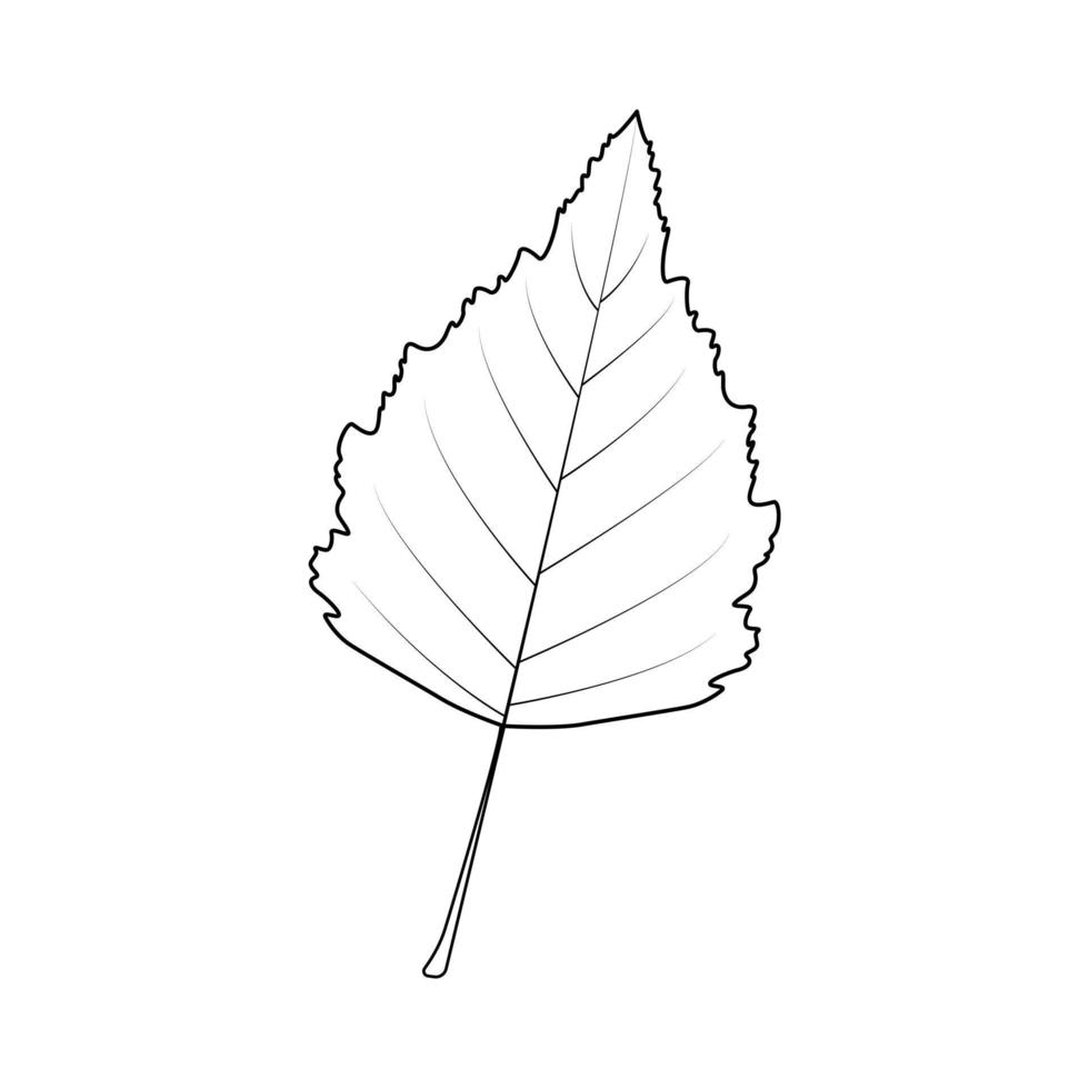 contour de la feuille de bouleau. pour le logo de l'icône sur fond blanc. vecteur