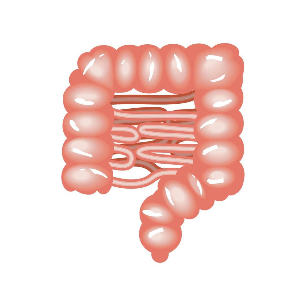 intestin corps humain vecteur