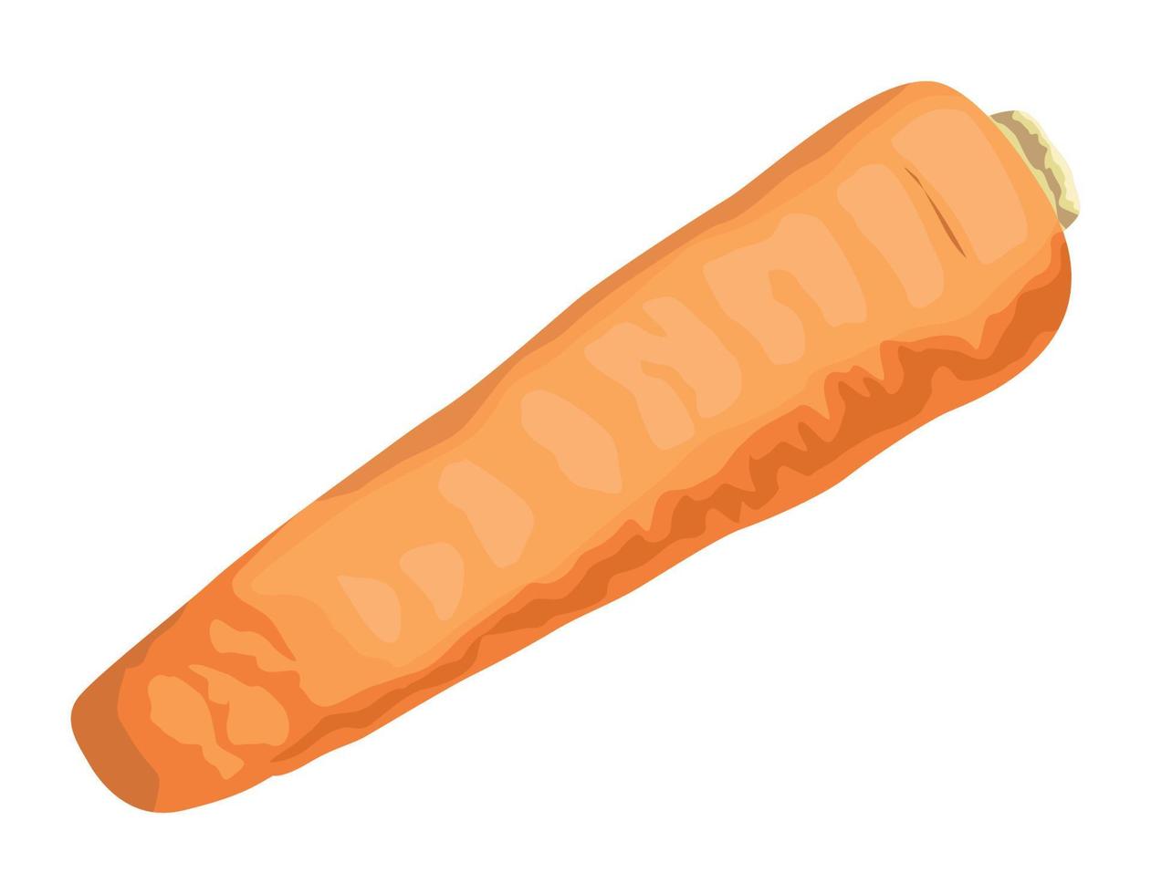 légume carotte frais vecteur