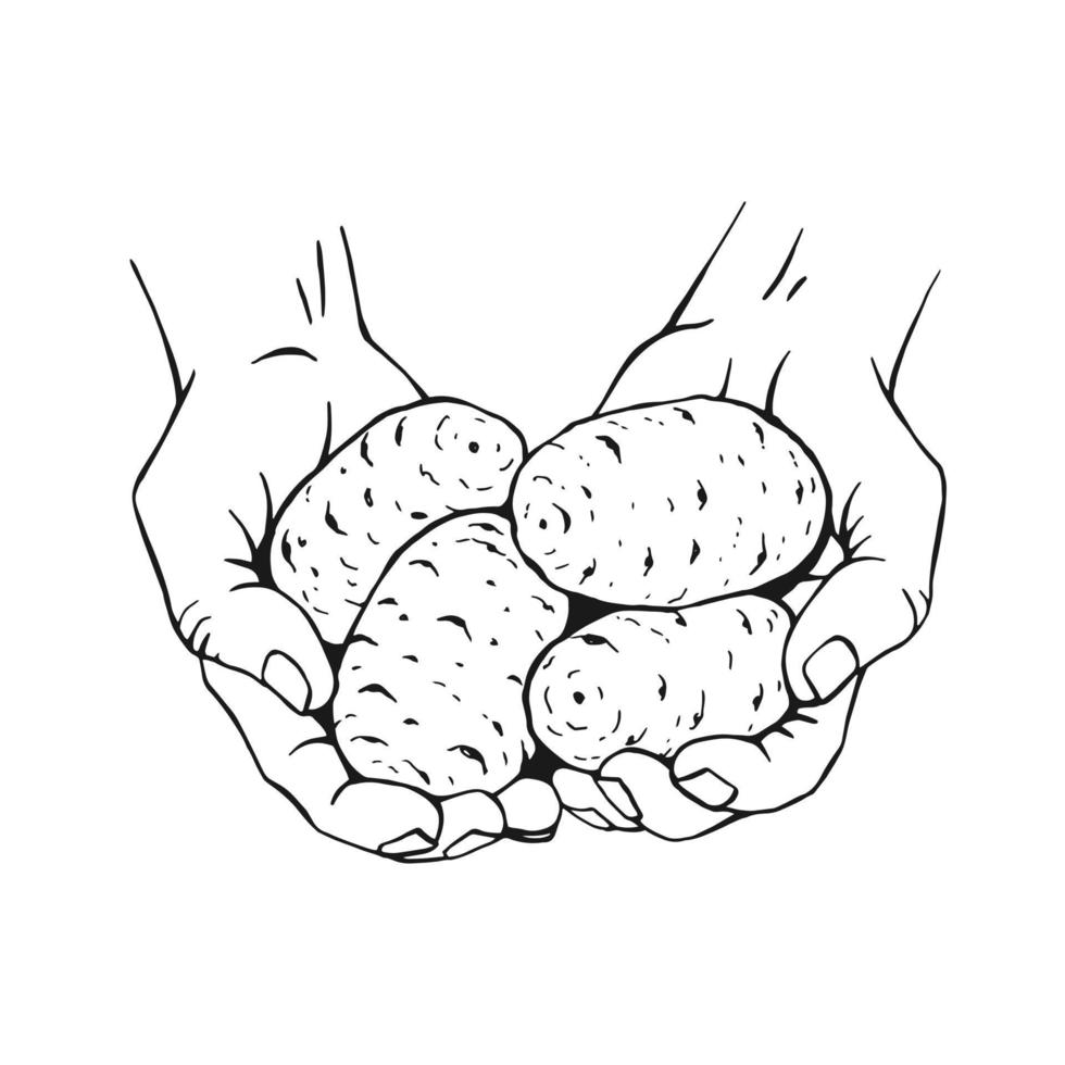 mains tenant des pommes de terre. illustration vectorielle dessinés à la main. produit du marché agricole, légume isolé. vecteur