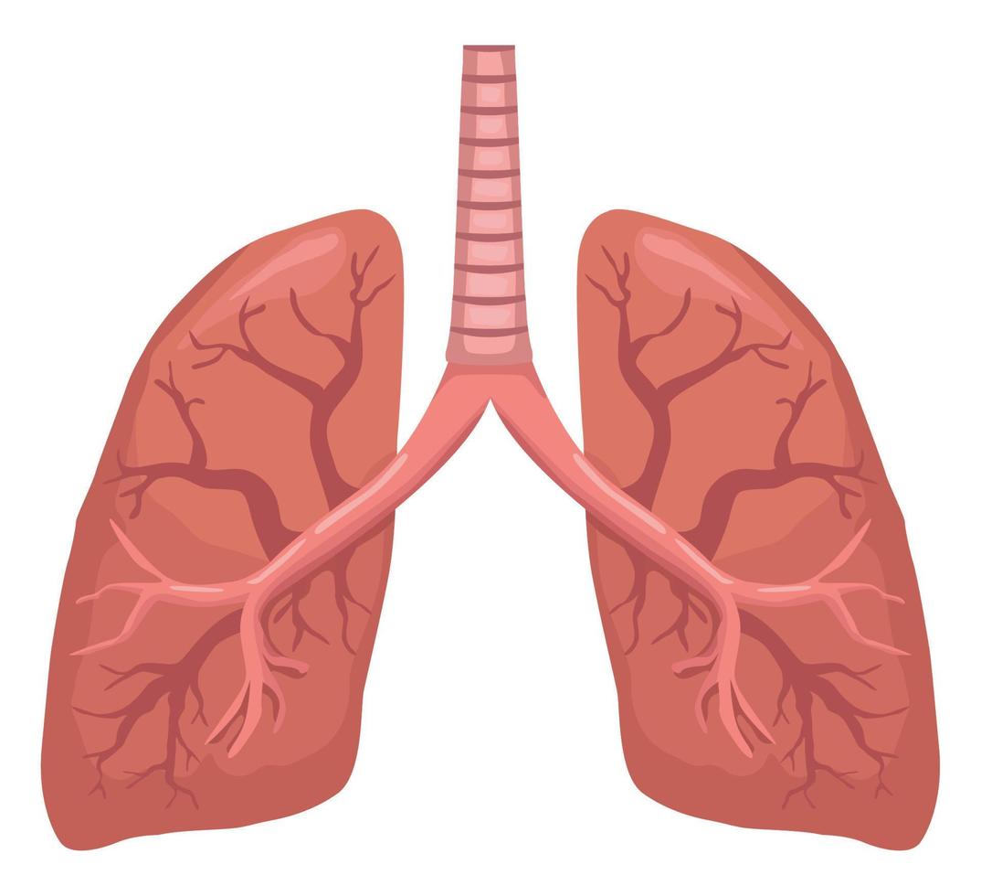 poumons organe humain réaliste vecteur