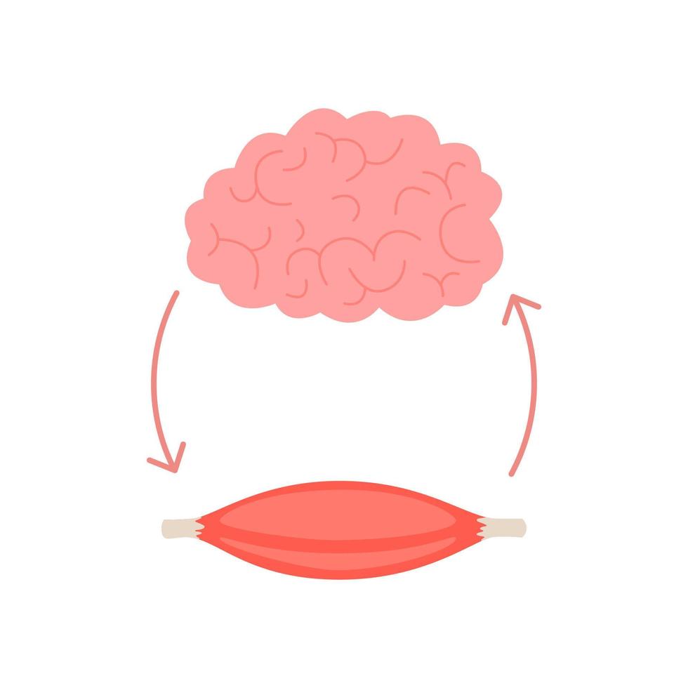 connexion du cerveau de santé et des fibres musculaires, relation neuromusculaire. unité de mental et musculaire, croissance par smart. direction transmettre des impulsions et obtenir une réponse. illustration vectorielle vecteur