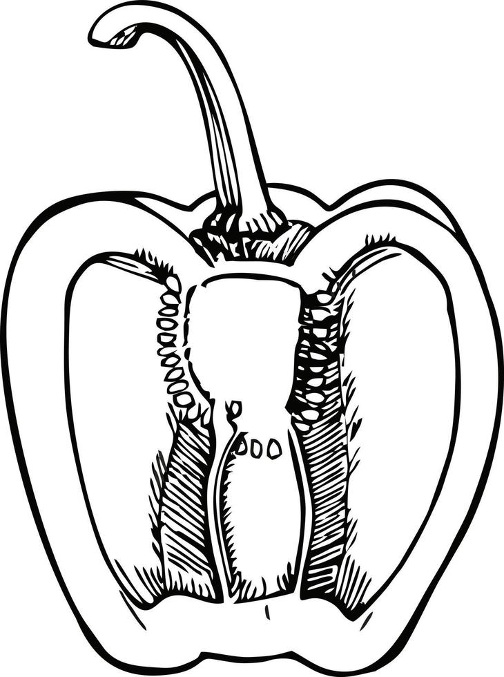 vecteur poivron doux dans le style de croquis. dessin de ferme frais de nourriture écologique saine