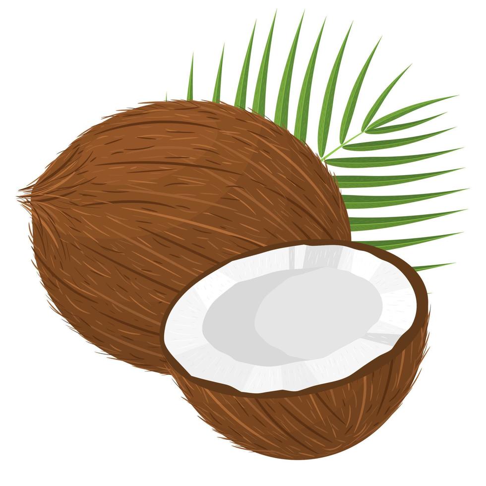 dessin animé détaillé noix de coco entière exotique brune, moitié et feuille verte. fruits d'été pour un mode de vie sain. fruits bio. style bande dessinée. illustration vectorielle pour toute conception. vecteur