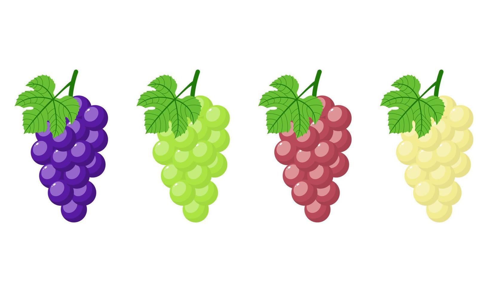 ensemble de raisins différents isolés sur fond blanc. grappe de raisins violets, verts, rouges, blancs avec tige et feuille. style bande dessinée. illustration vectorielle pour toute conception vecteur