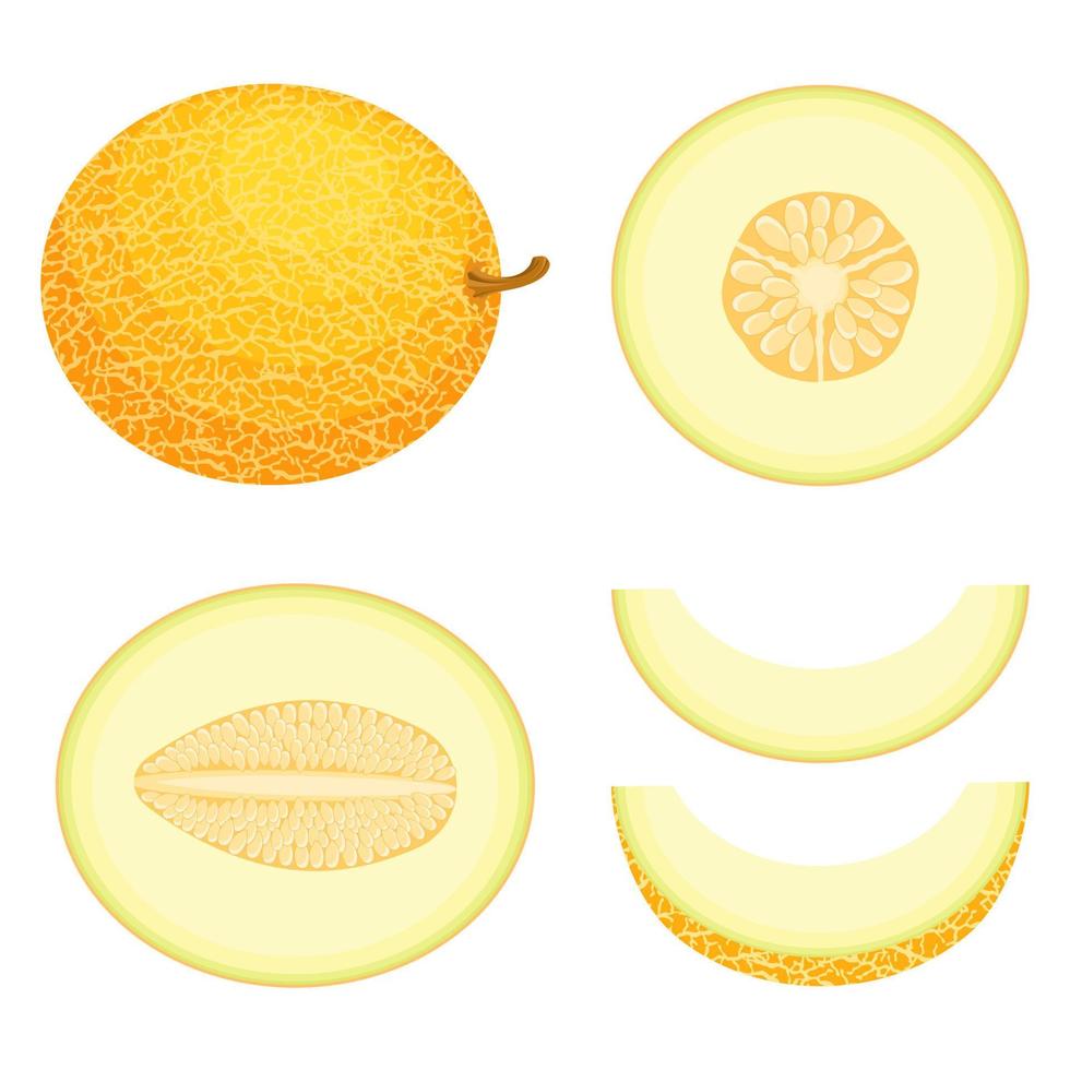 ensemble de fruits de melon frais entiers, à moitié coupés en tranches isolés sur fond blanc. melon miel. fruits d'été pour un mode de vie sain. fruits bio. style bande dessinée. illustration vectorielle pour toute conception. vecteur