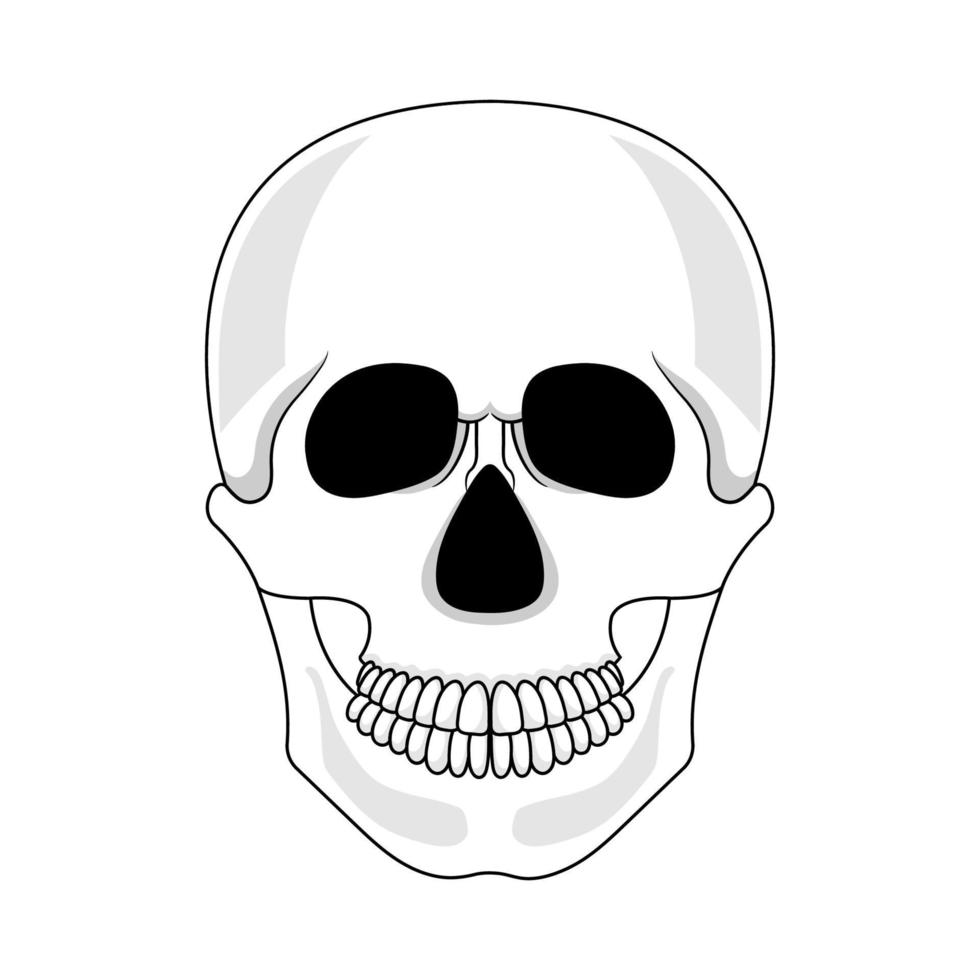 crâne isolé sur fond blanc. crâne humain de dessin animé avec mâchoire. illustration vectorielle pour toute conception. vecteur