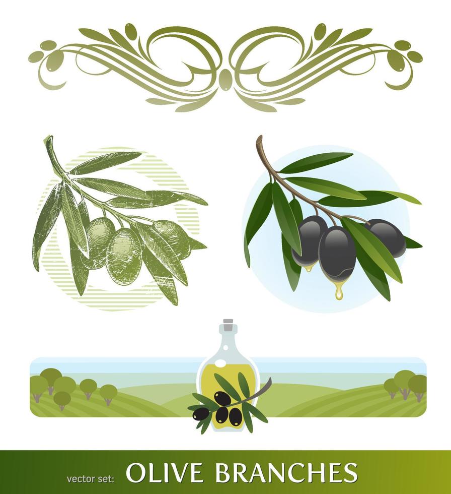 ensemble vectoriel - branches d'olivier