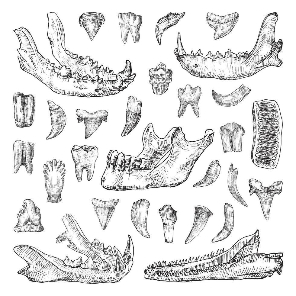 illustrations de dents et de mâchoires à l'encre d'art vecteur