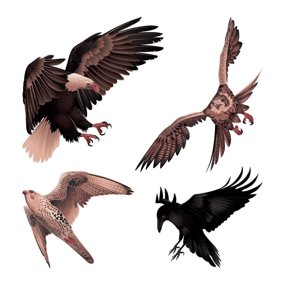 illustrations d'oiseaux de proie vecteur