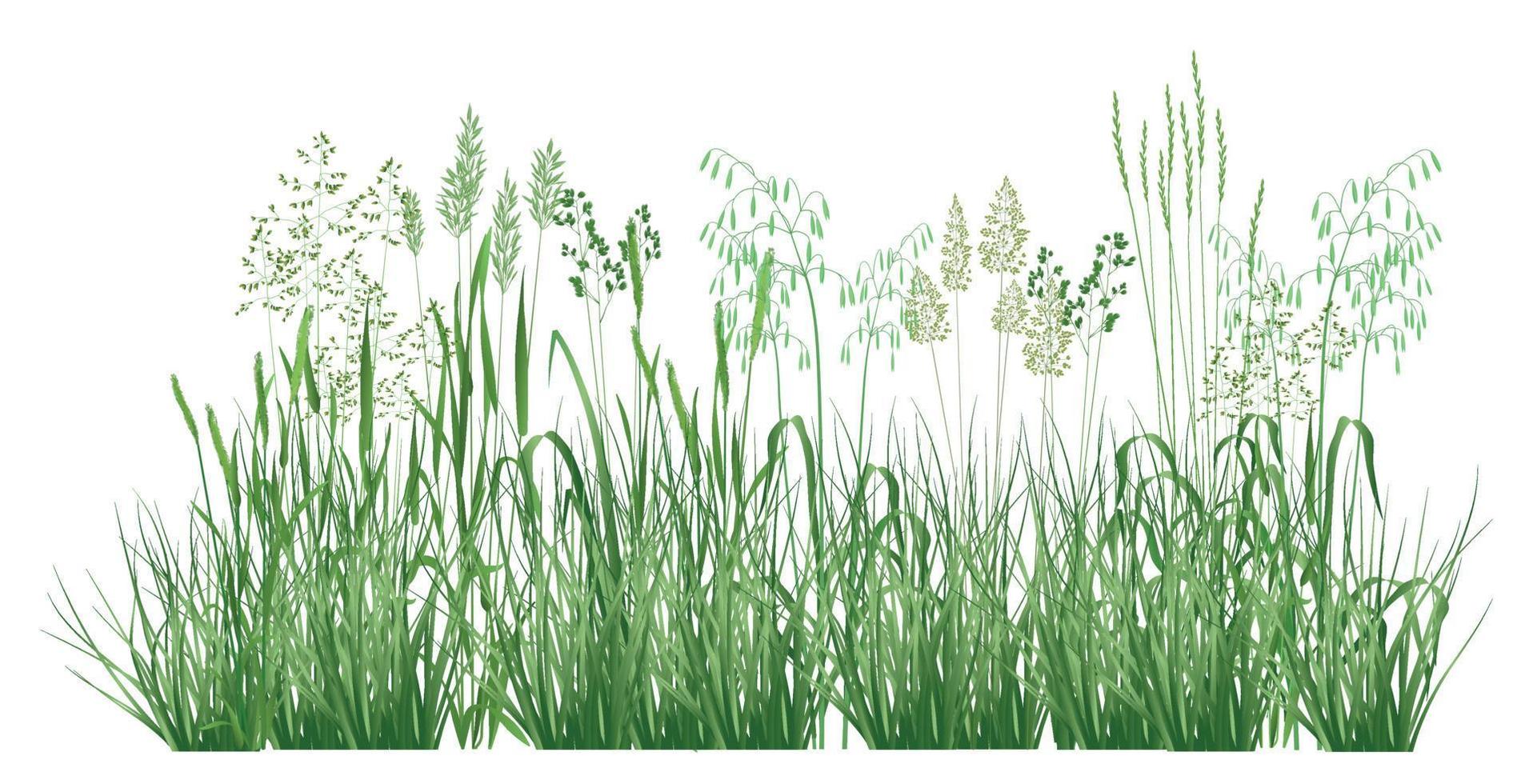 illustration avec des herbes et des fleurs des champs vecteur