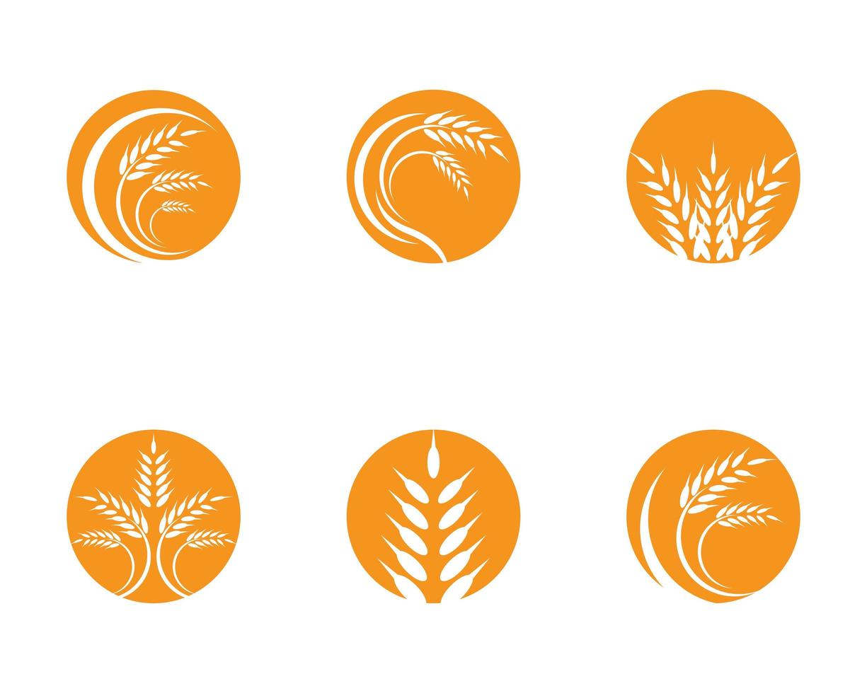 ensemble de logo de blé agriculture vecteur