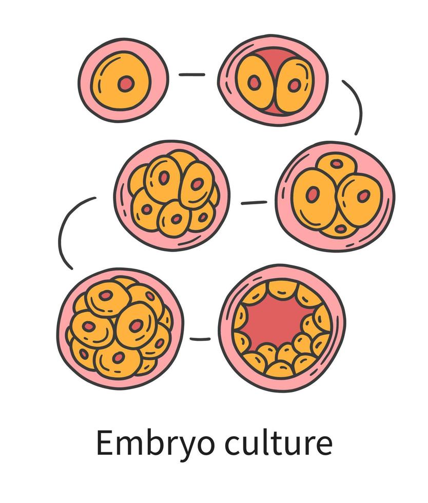 culture d'embryons à fécondation in vitro fiv vecteur