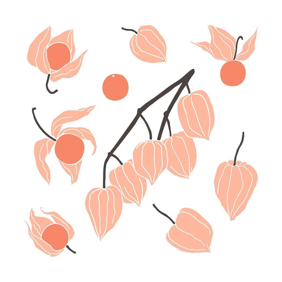 ensemble de physalis dessinés à la main, de baies simples et de branche. illustration d'automne minimaliste vecteur