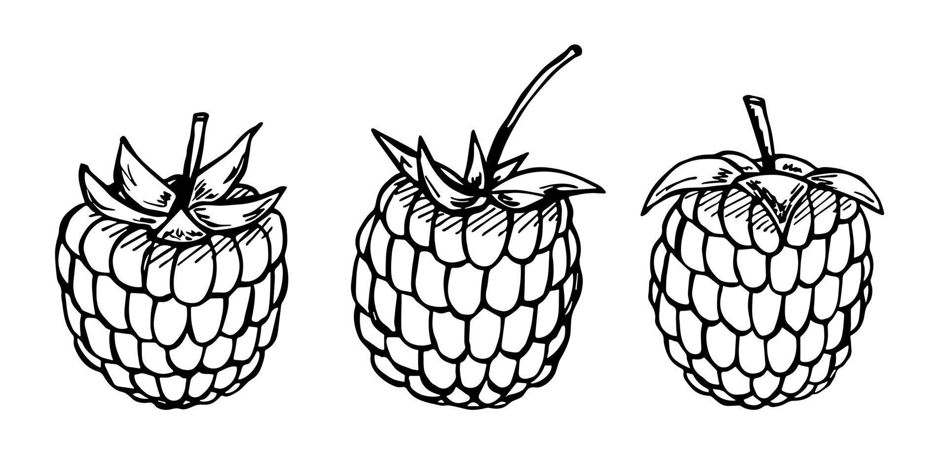 ensemble vectoriel de clipart framboise ou mûre. icône de baies dessinées à la main. illustration de fruits. pour l'impression, le web, le design, la décoration, le logo.