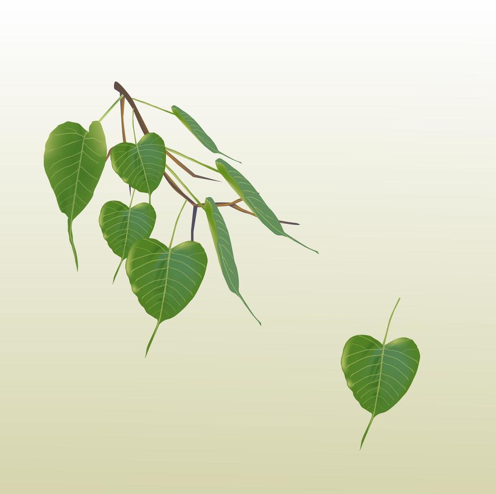feuilles de bodhi vertes vecteur