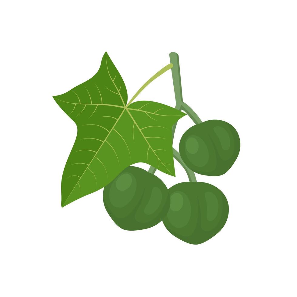 illustration vectorielle, noix de bougie fraîche avec feuilles, également appelée noix indienne ou noix de kukui, nom scientifique aleurites moluccanus, isolée sur fond blanc. vecteur
