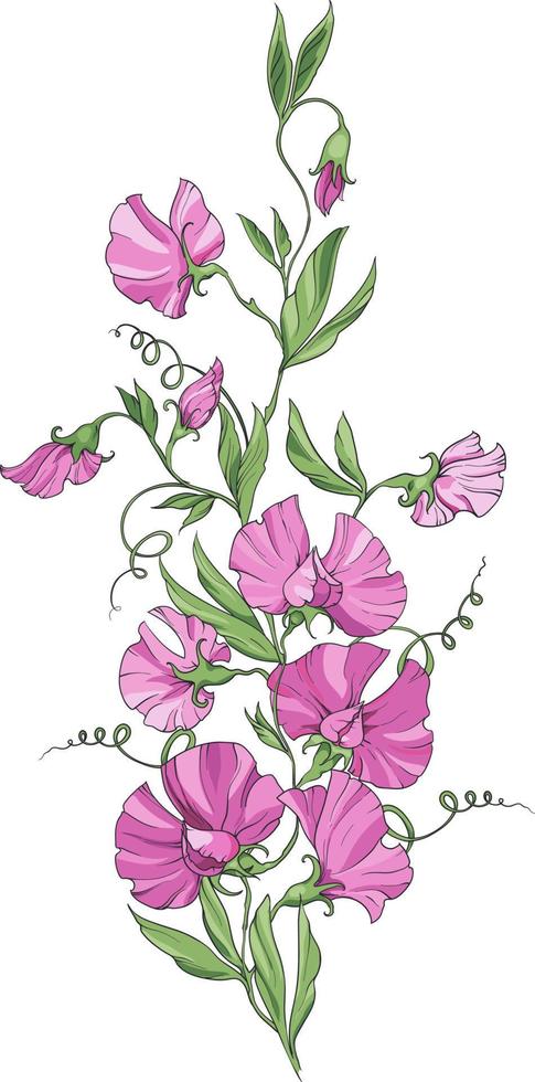un bouquet de pois de senteur avec des fleurs roses sur fond blanc, des fleurs, des bouquets et des feuilles. illustration vectorielle vecteur