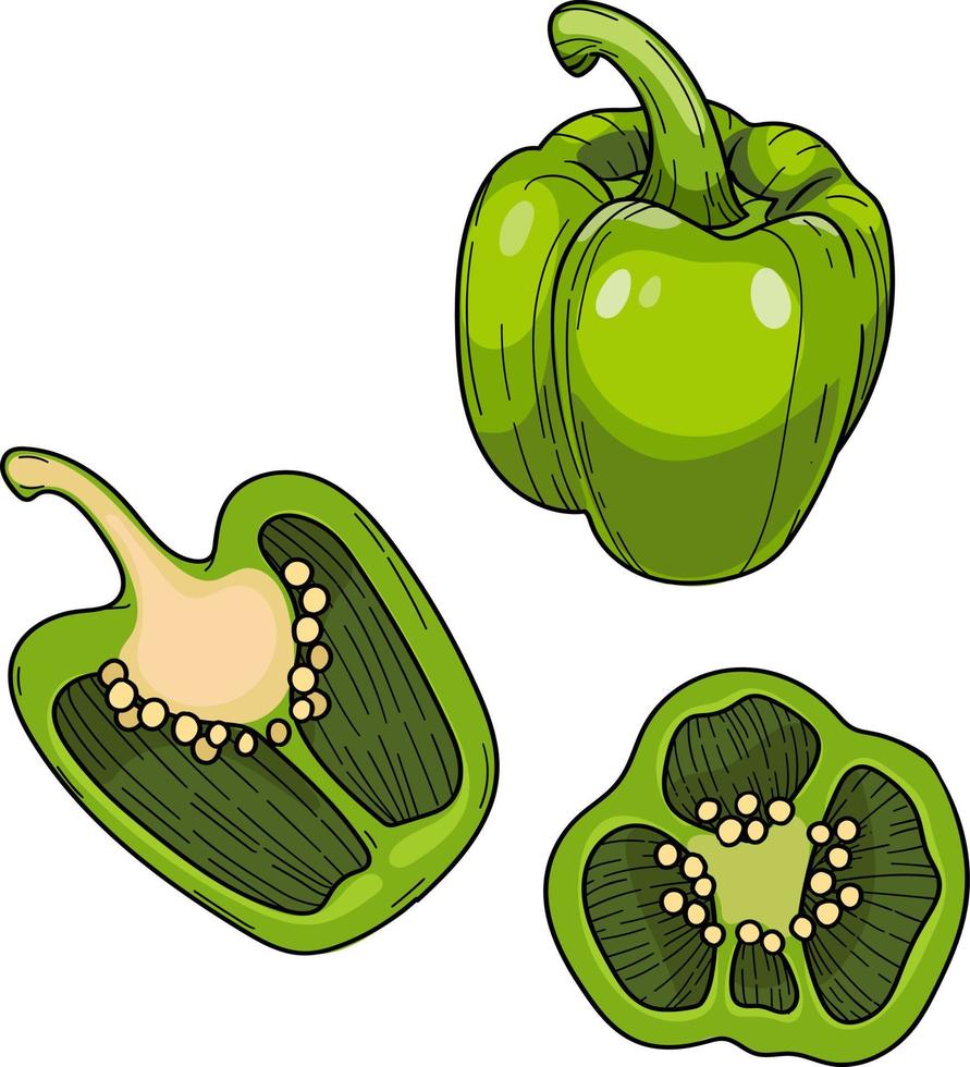 poivron paprika doux, poivron vert entier et coupé en deux, illustration vectorielle dessinée à la main. vecteur