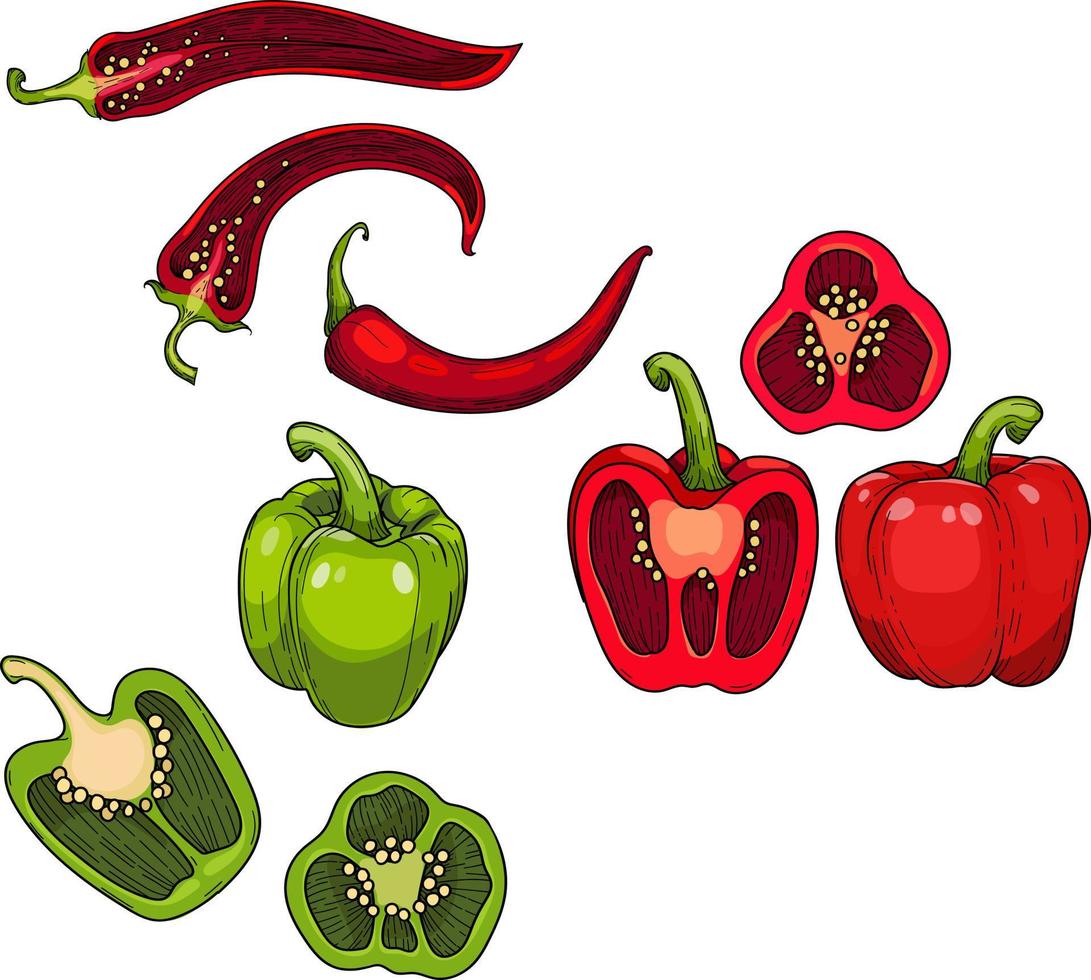 piment paprika doux, piment. poivron vert et rouge entier et coupé en deux, illustration vectorielle dessinée à la main. vecteur