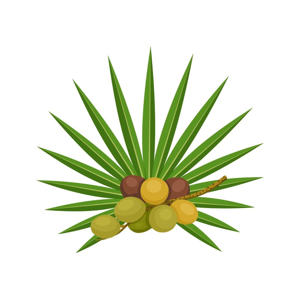 illustration vectorielle, serenoa repens, communément appelé palmier nain, isolé sur fond blanc. vecteur
