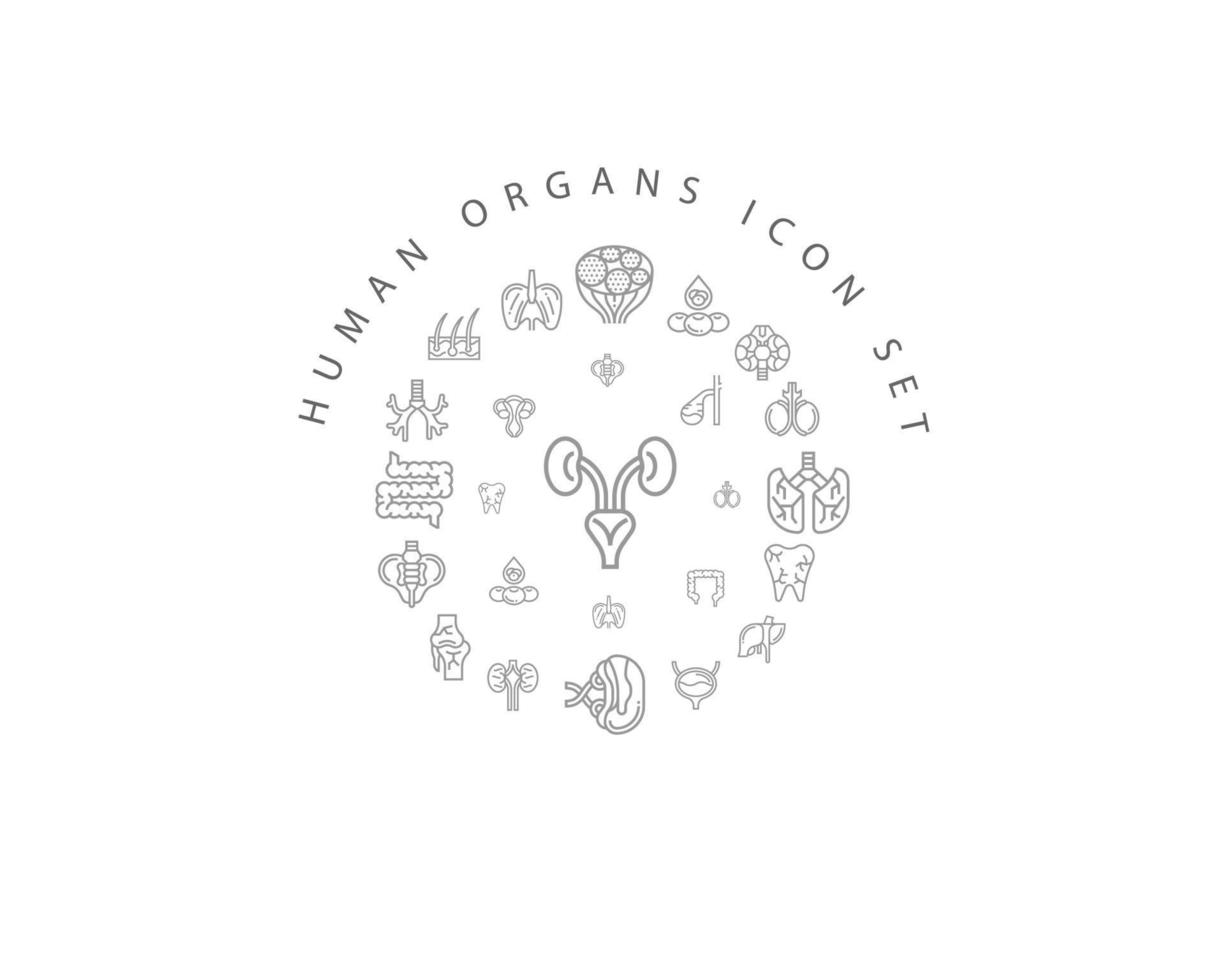 conception de jeu d'icônes d'organes humains sur fond blanc. vecteur