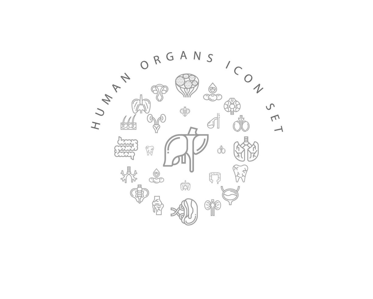 conception de jeu d'icônes d'organes humains sur fond blanc. vecteur