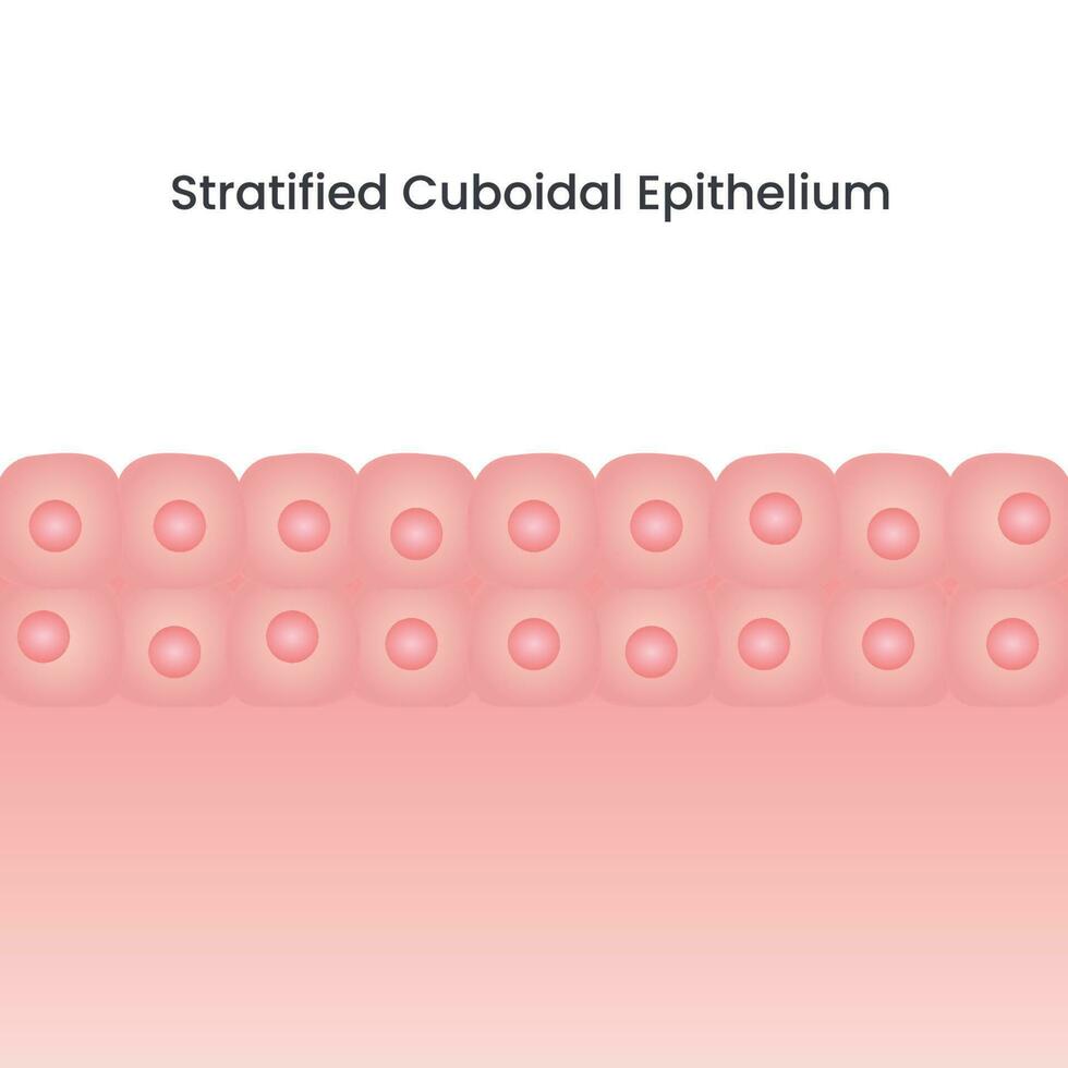 illustration de fond de vecteur de cellule d'épithélium cuboïde stratifié