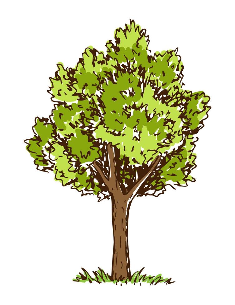 dessin vectoriel de couleur simple. arbre à feuilles caduques isolé sur fond blanc. feuillage vert luxuriant. nature estivale, plantes forestières, paysage.