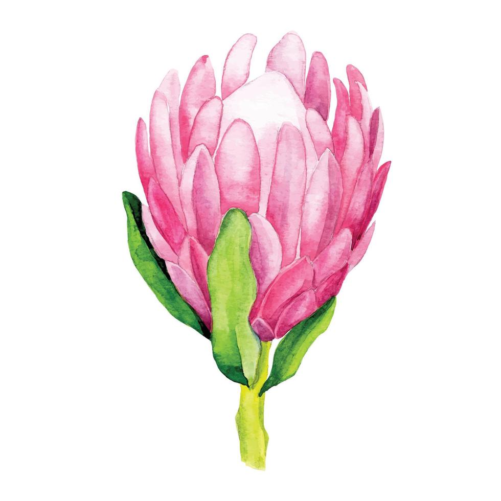 illustration aquarelle. protéa de fleurs tropicales. fleur lumineuse de couleur rose protéa isolée sur fond blanc. clipart vecteur