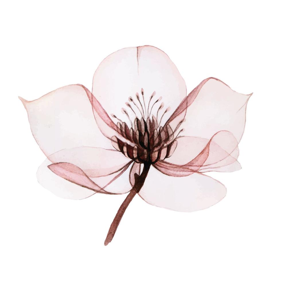 illustration aquarelle de fleurs transparentes. fleur d'hellébore transparente isolée sur fond blanc. fleur de couleur rose pastel. pour la conception de mariage, vacances. vecteur