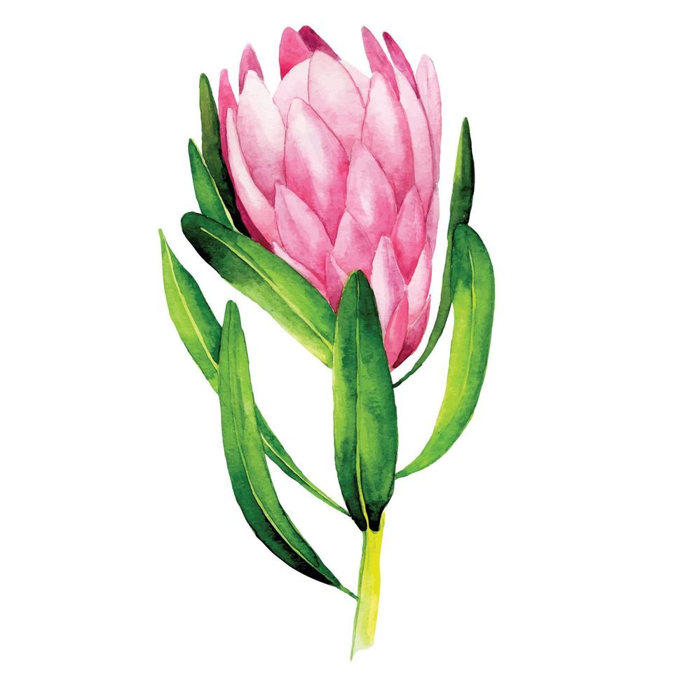 illustration aquarelle. protéa de fleurs tropicales. fleur lumineuse de couleur rose protéa isolée sur fond blanc. clipart vecteur