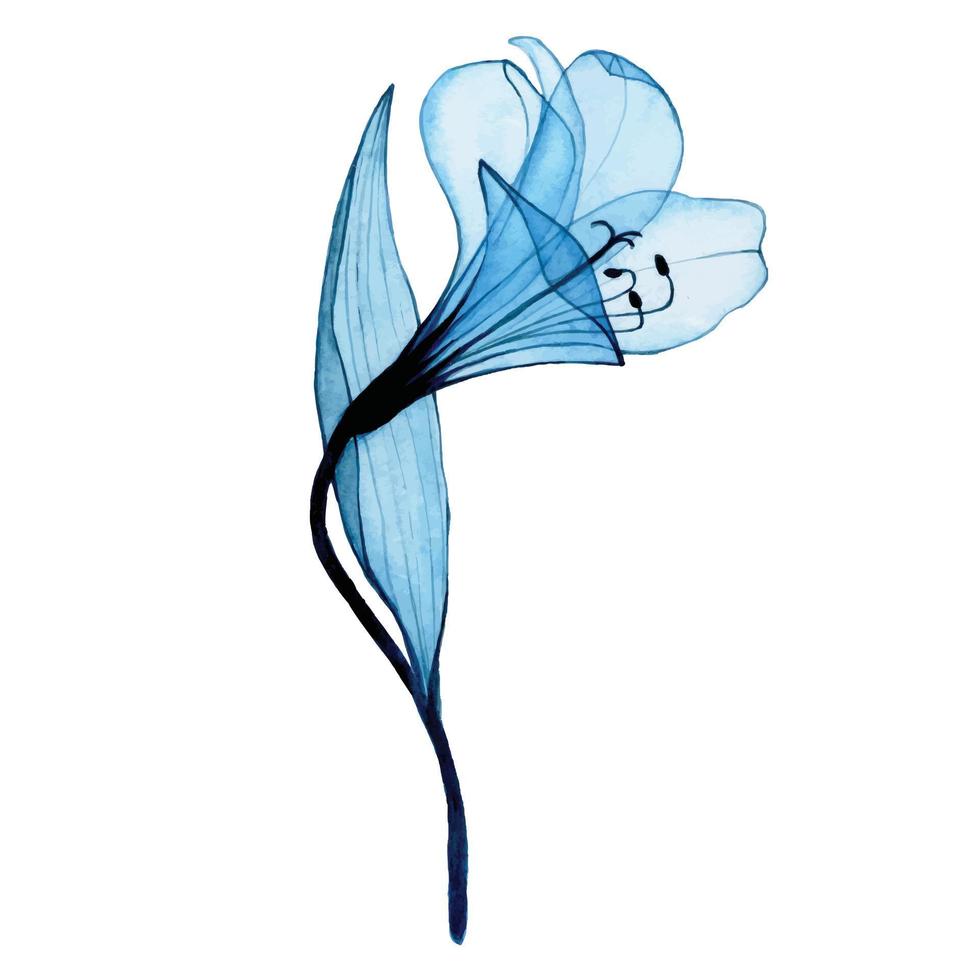 dessin à l'aquarelle. fleur bleue transparente alstroemeria, lys. fleur transparente aérée, rayons X. vecteur