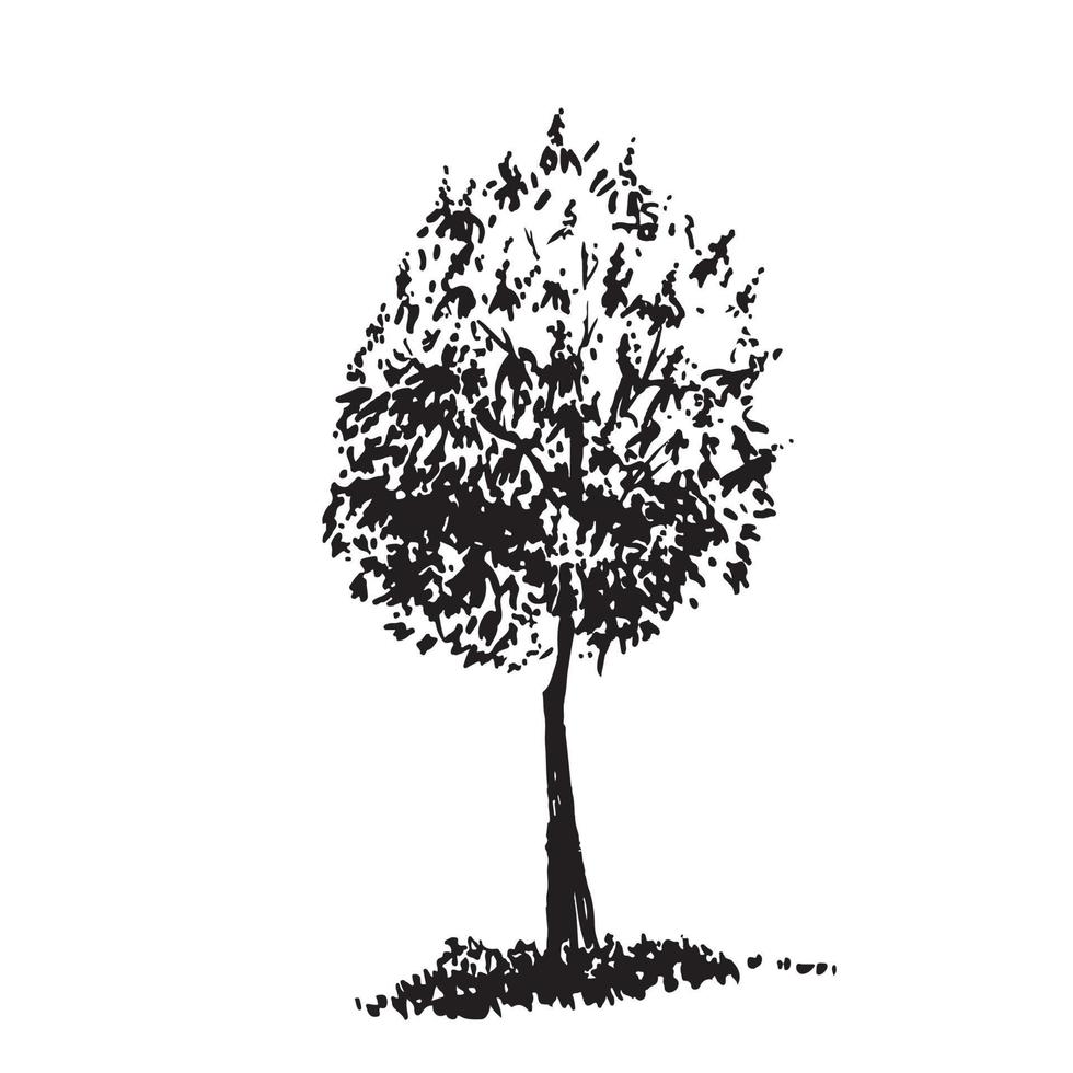 arbre dessiné à la main, châtaignier. image réaliste en noir et blanc, croquis peint avec une brosse à encre. vecteur