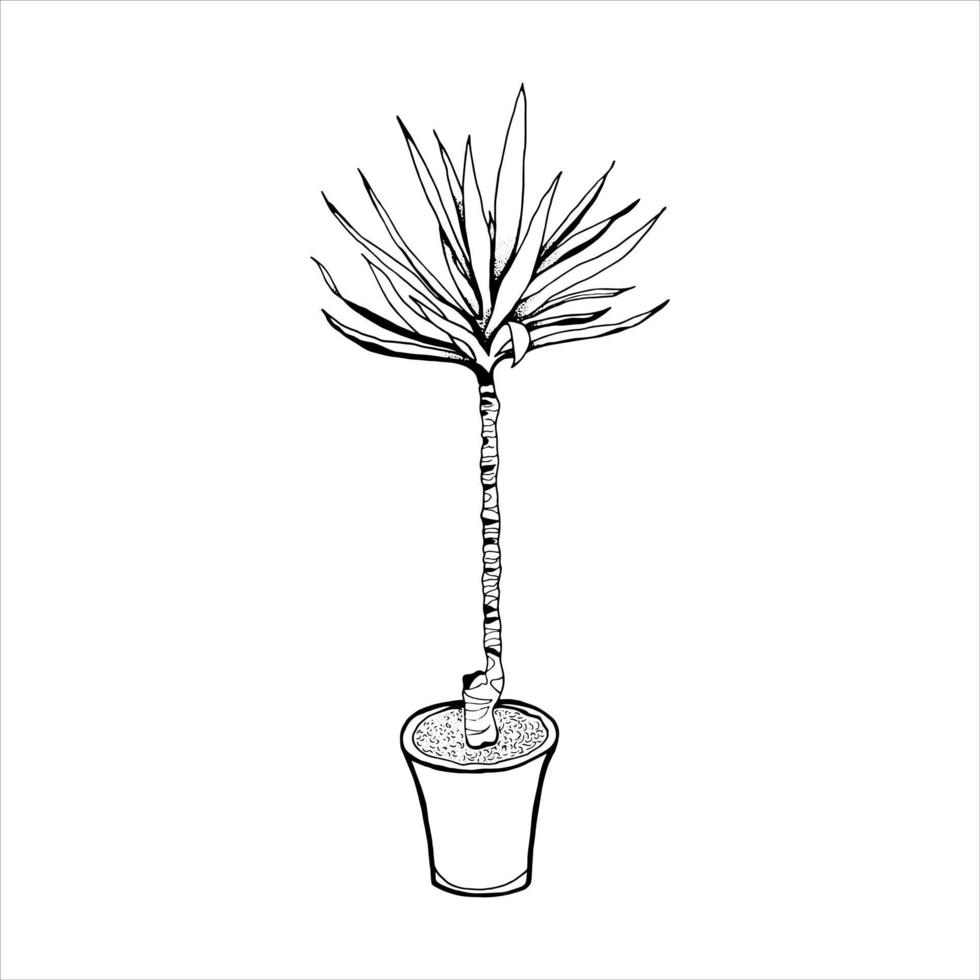 plante d'intérieur yukka dans un pot. illustration vectorielle de griffonnage. art dessiné à la main en ligne. pour illustration, contour, logo, mobile, application, cartes, invitations, bannières, affiches, conception d'impression, web, ui. vecteur