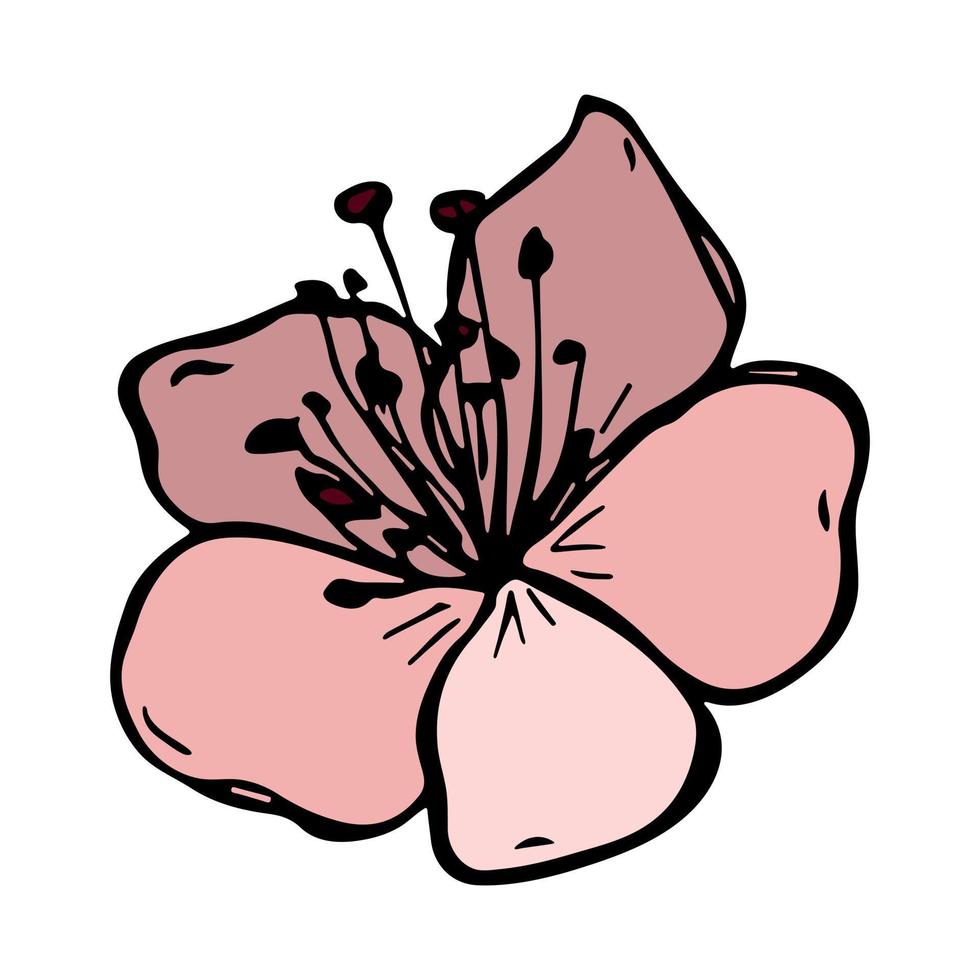clipart de fleur de cerisier de vecteur. illustration de fleur dessinée à la main vecteur