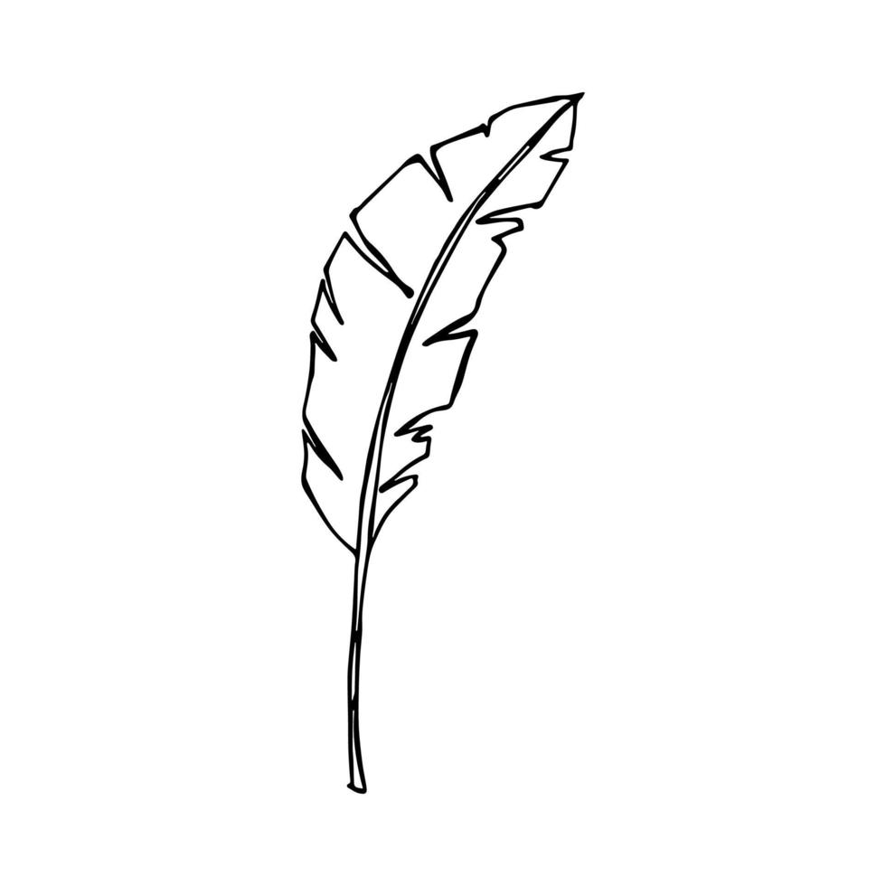 illustration simple de feuille de bananier tropical. clipart vectoriel dessiné à la main. griffonnage botanique