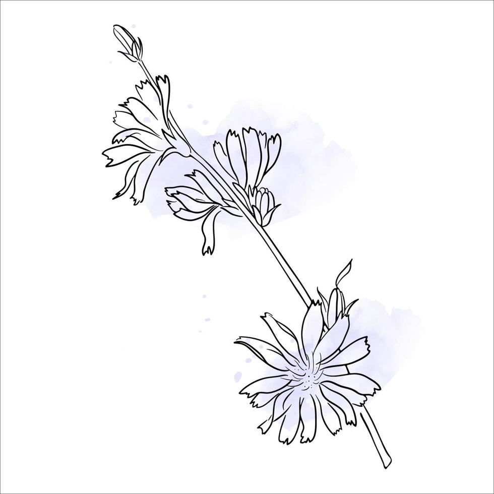 illustration vectorielle de fleur de chicorée. vecteur