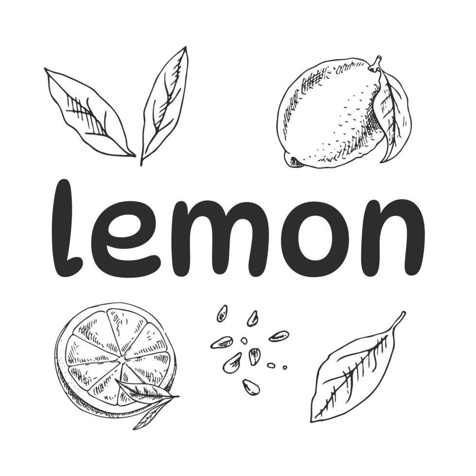 ensemble de citron dessiné à la main de vecteur. citron entier, morceaux tranchés, moitié, croquis de feuilles et de graines. lettrage au citron. illustration de style gravé de fruits tropicaux. dessin détaillé à l'encre d'agrumes. vecteur