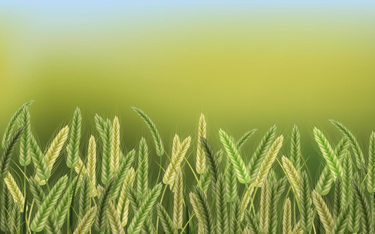 illustration vectorielle de blé. vecteur