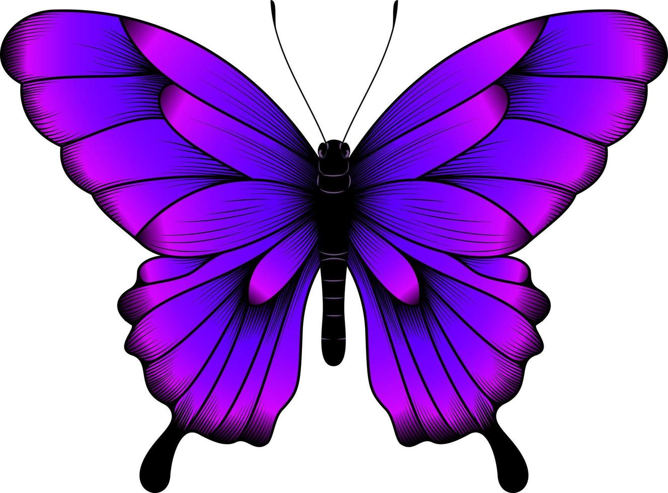 illustration de papillon violet tropical - vecteur de beau papillon