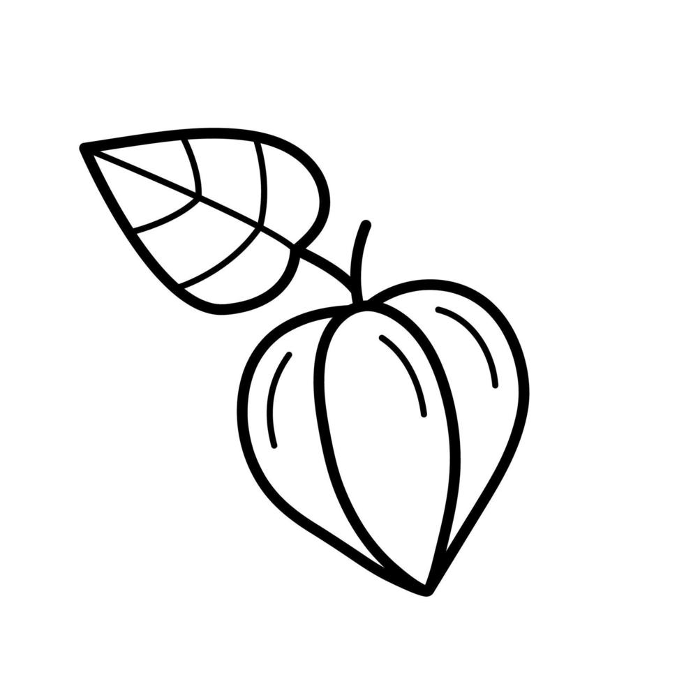 fleur de physalis fermée. élément botanique d'automne. style de griffonnage de croquis de doodle. illustration vectorielle isolée sur fond blanc. vecteur