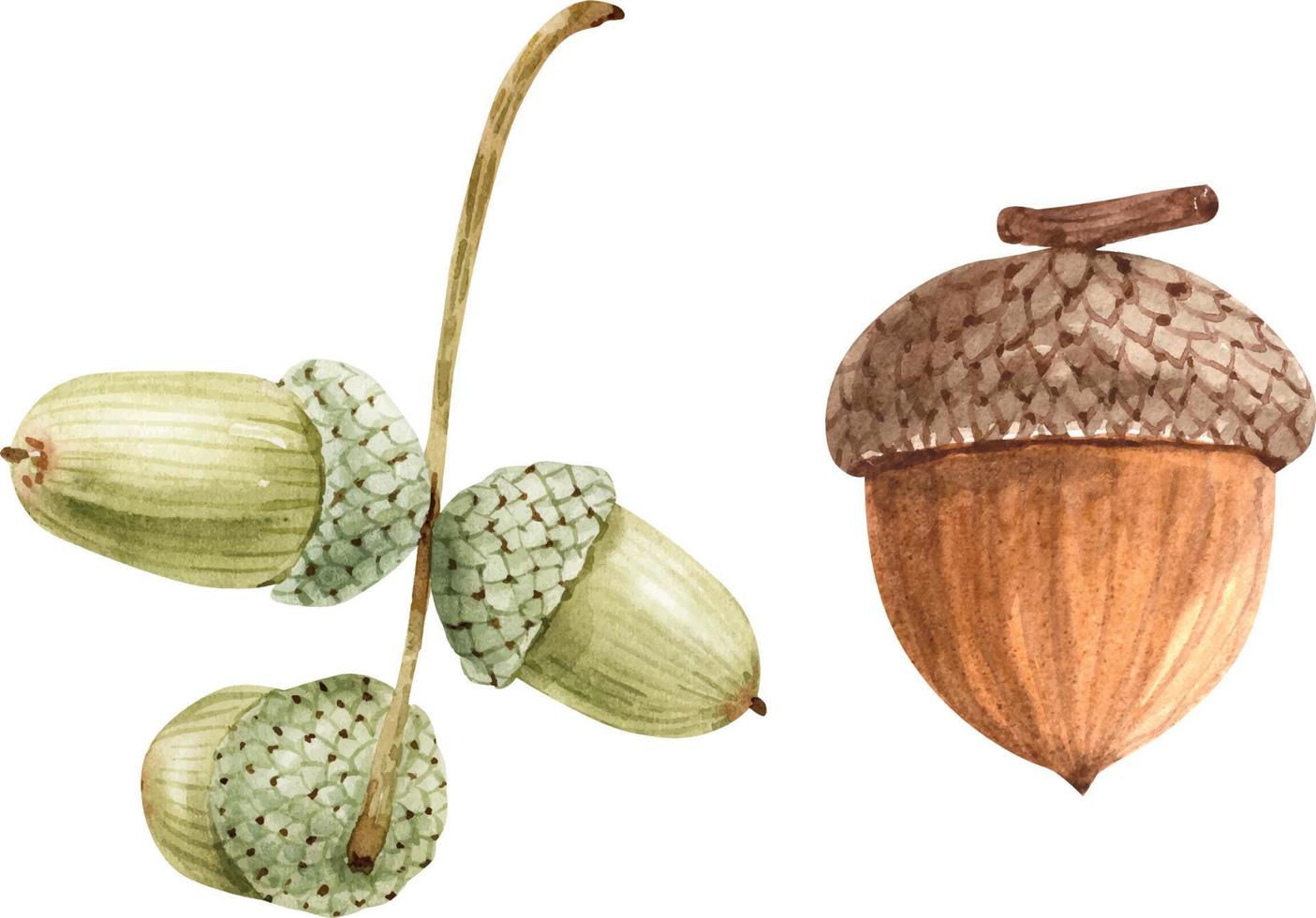 ensemble aquarelle botanique d'automne de noix et de plantes forestières. vecteur