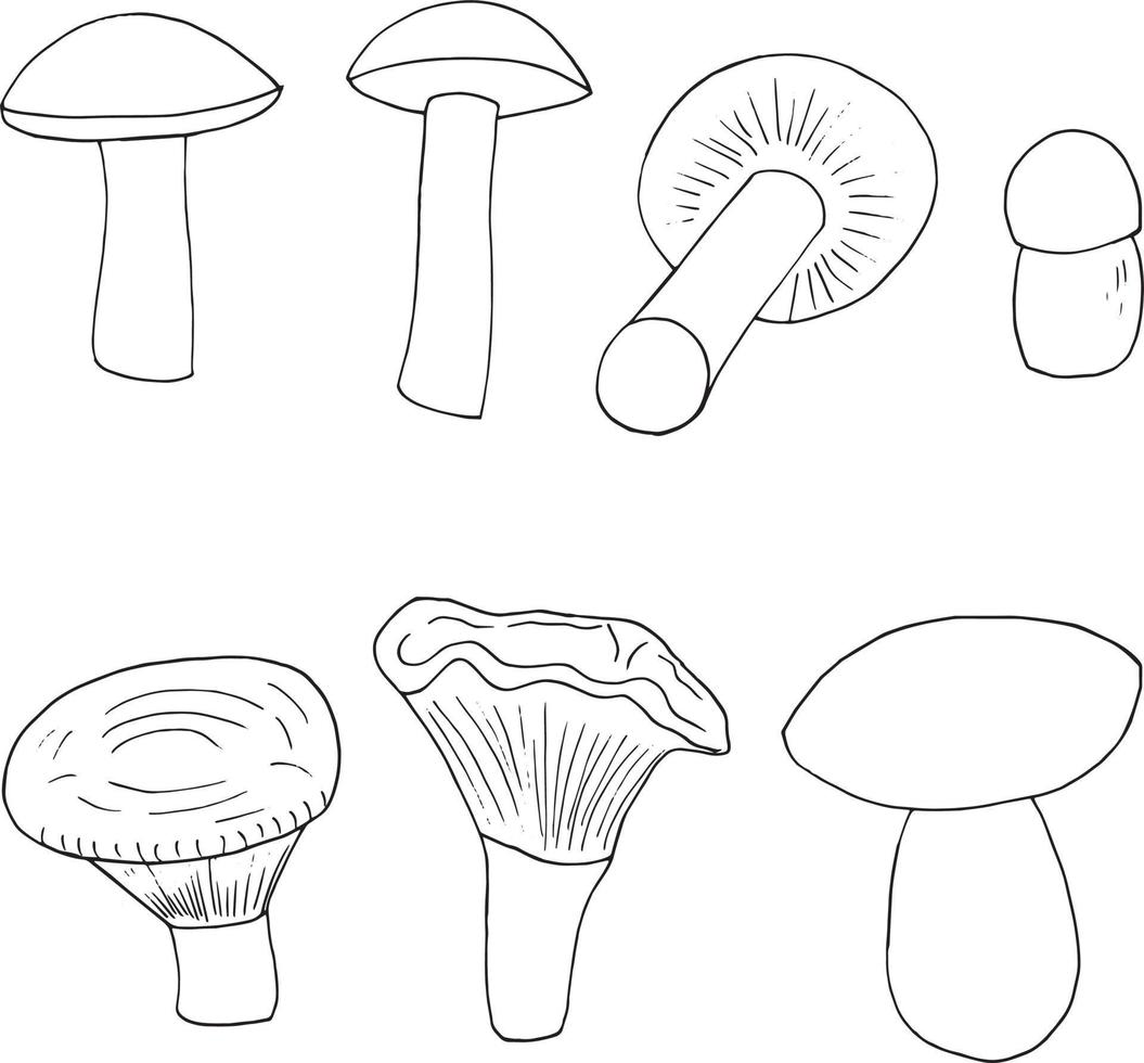 jeu de champignons croquis doodle dessiné à la main. icône, carte, affiche, monochrome. bolet, amanite tue-mouche, girolles, russula, champignon miel agarics souche nature ingrédient alimentaire forêt vecteur