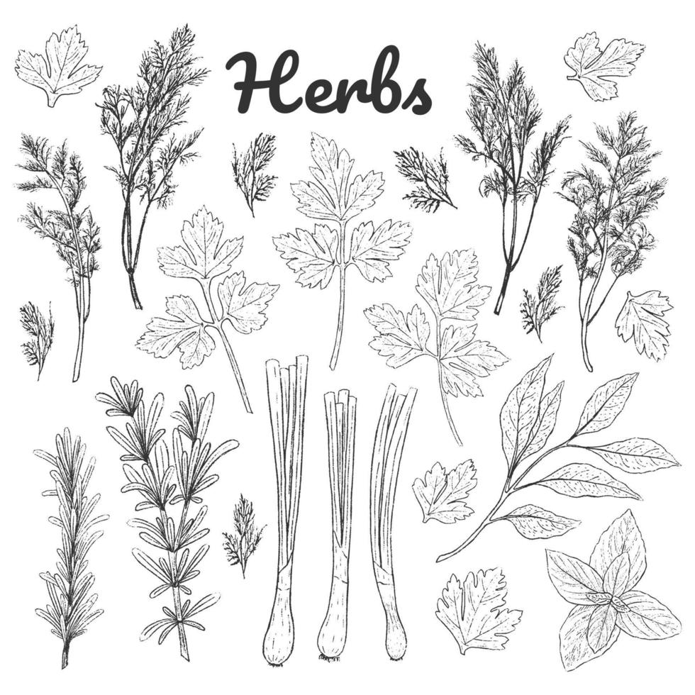 ensemble d'herbes monochromes. collection vintage noir et blanc. épice verte, herbes, feuilles. objets isolés. aneth, persil, oignon, romarin, basilic. illustration vectorielle. présenter. vecteur