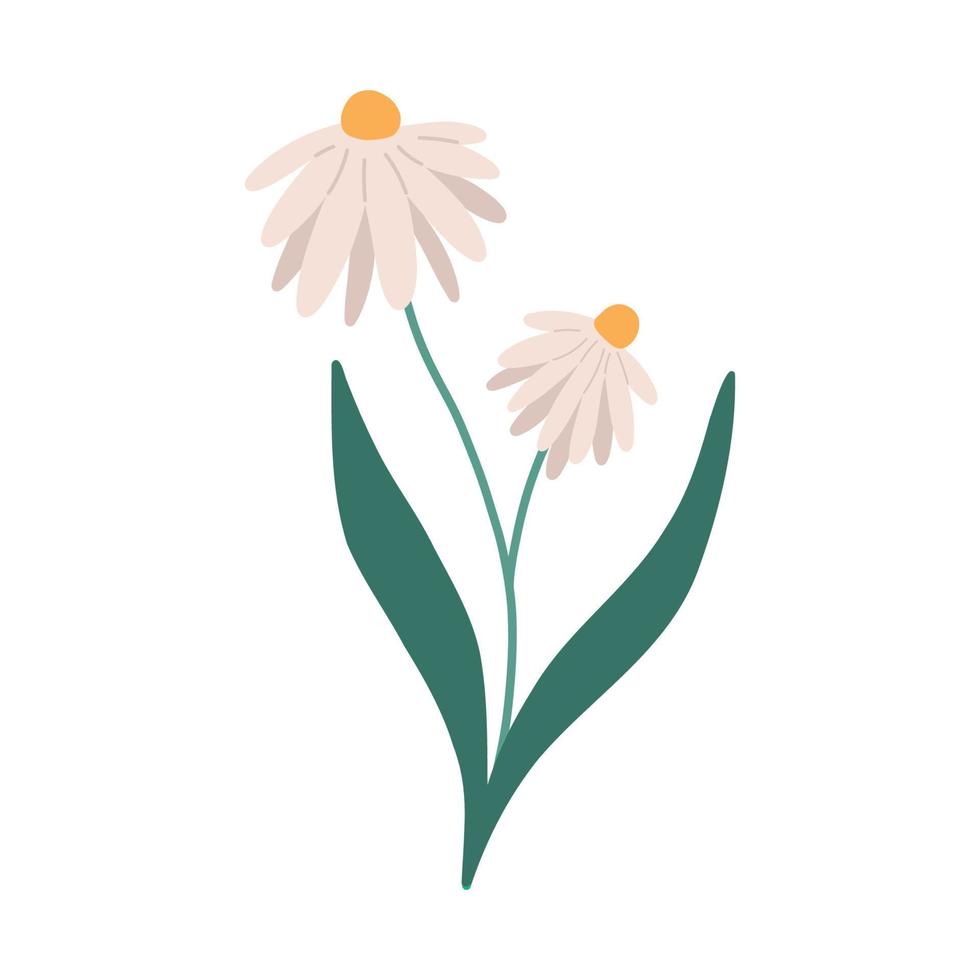 fleur de camomille dessinée à la main avec des feuilles vertes, illustration de vecteur plat isolé sur fond blanc. jolie fleur de printemps marguerite. concept de phytothérapie.