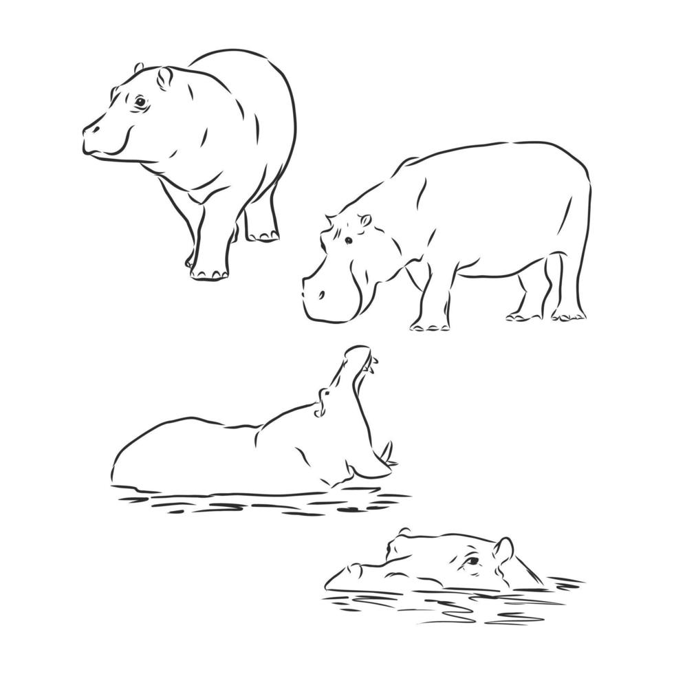 croquis de vecteur d'hippopotame