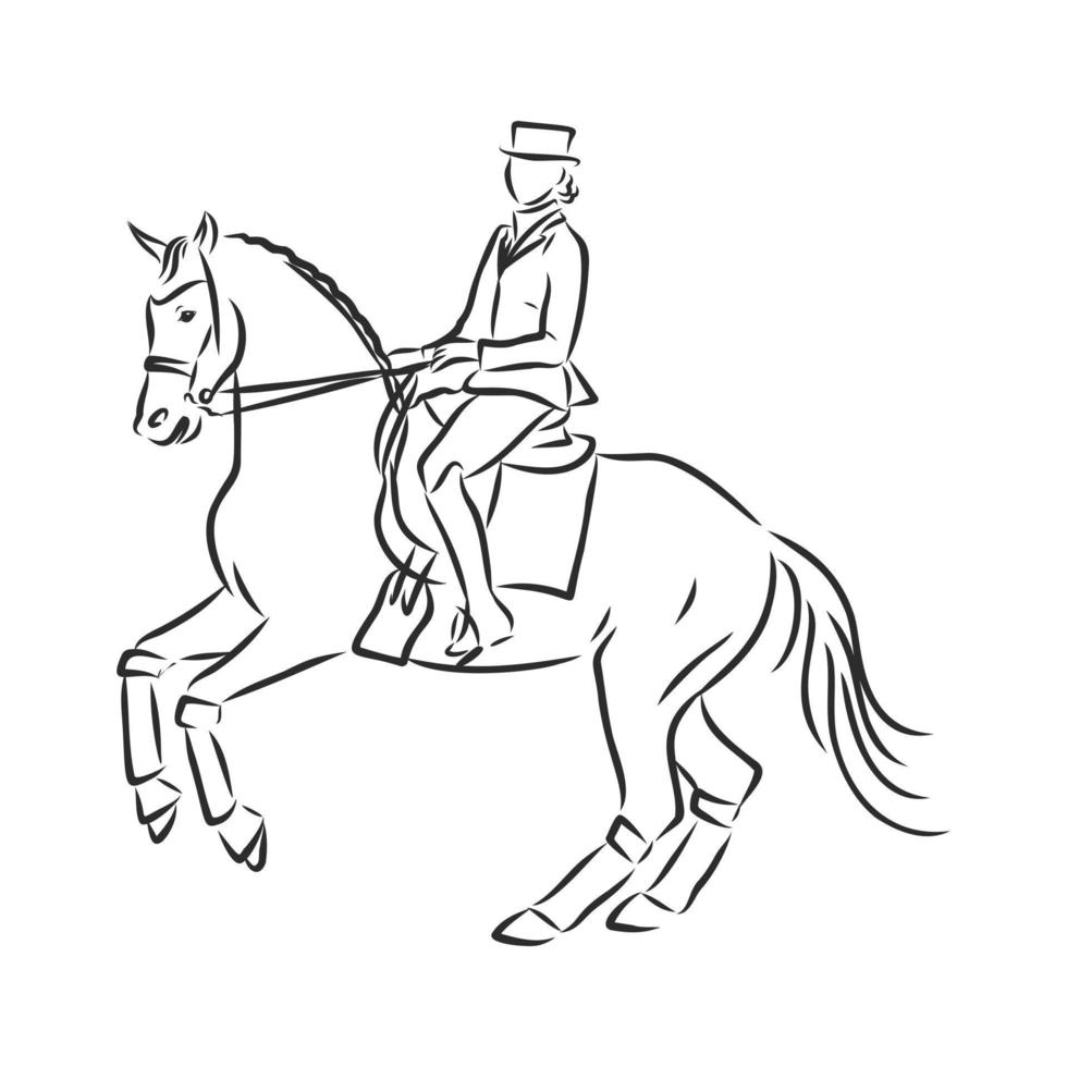 croquis de vecteur de formation de cheval