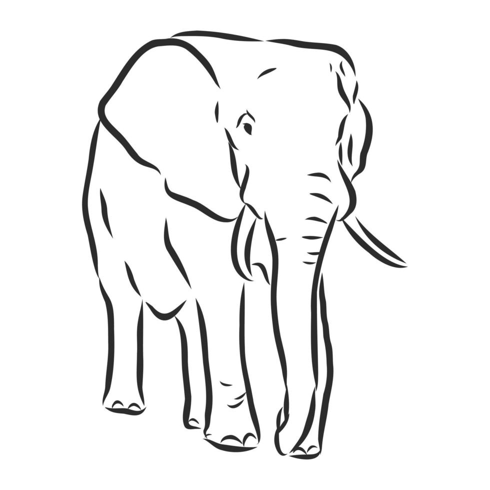 croquis de vecteur d'éléphant